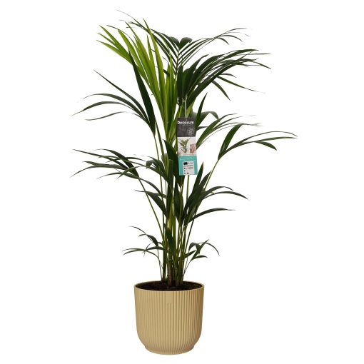 Decorum Kentia Palm in ELHO sierpot. Luchtzuiverende plant slaapkamer. Een betere nachtrust en gezondheid voor je baby en kind.