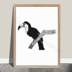 Zwart wit poster - Toekan - PDF printable. Jungle poster kinderkamer. Stijlvolle poster met een toekan getekend met houtskool. Toekan poster. Toucan poster.