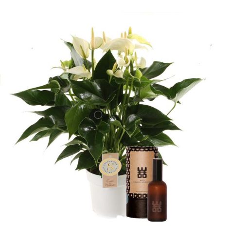 Set Anthurium “White Champion” en interieur parfum (World of Opportunities)