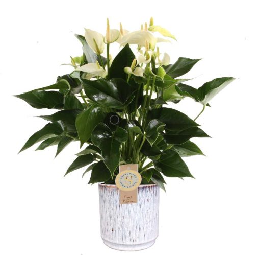 Anthurium “White Champion” in sierpot Medan (wit)